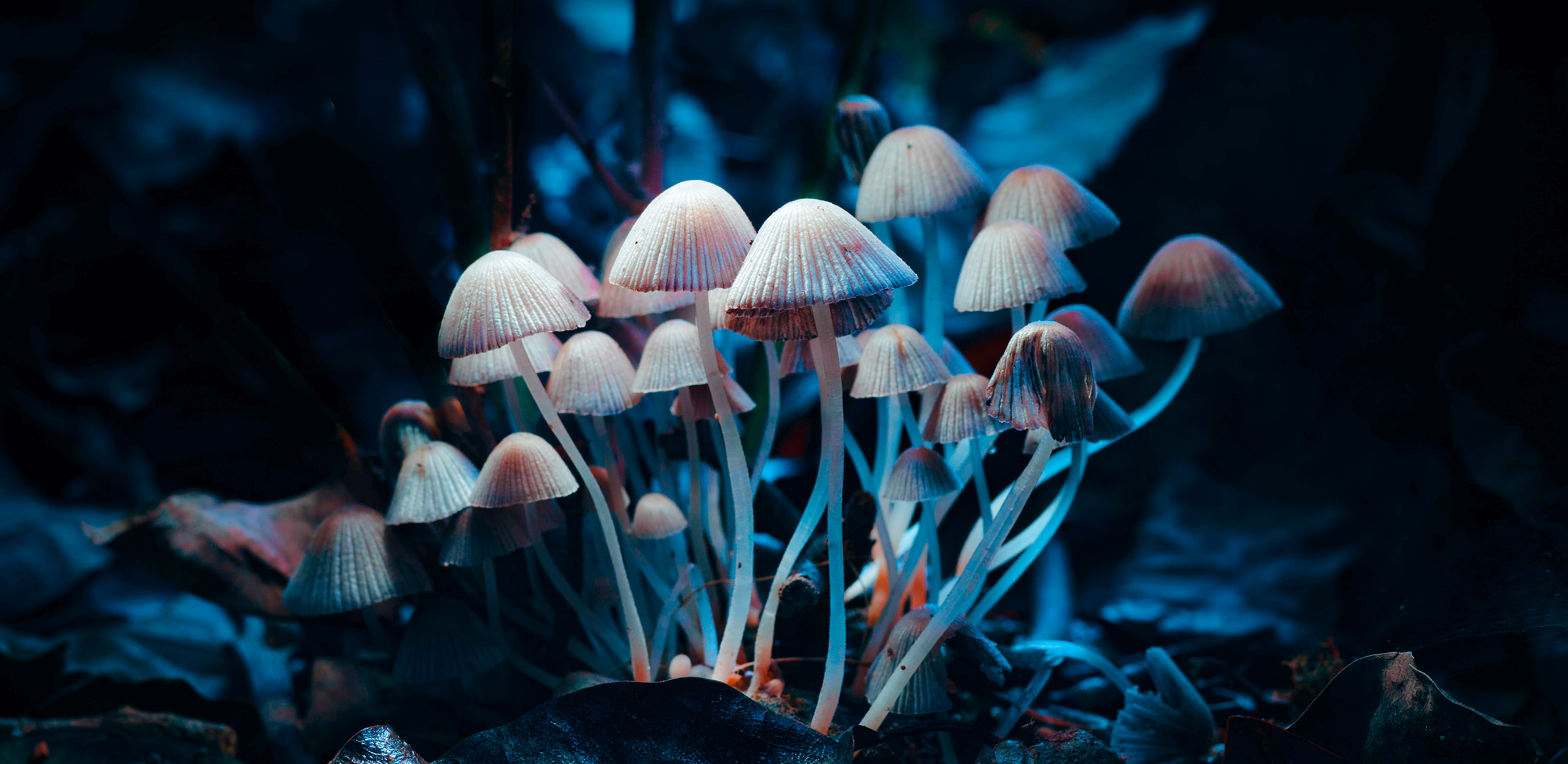 Lebanon Fungi