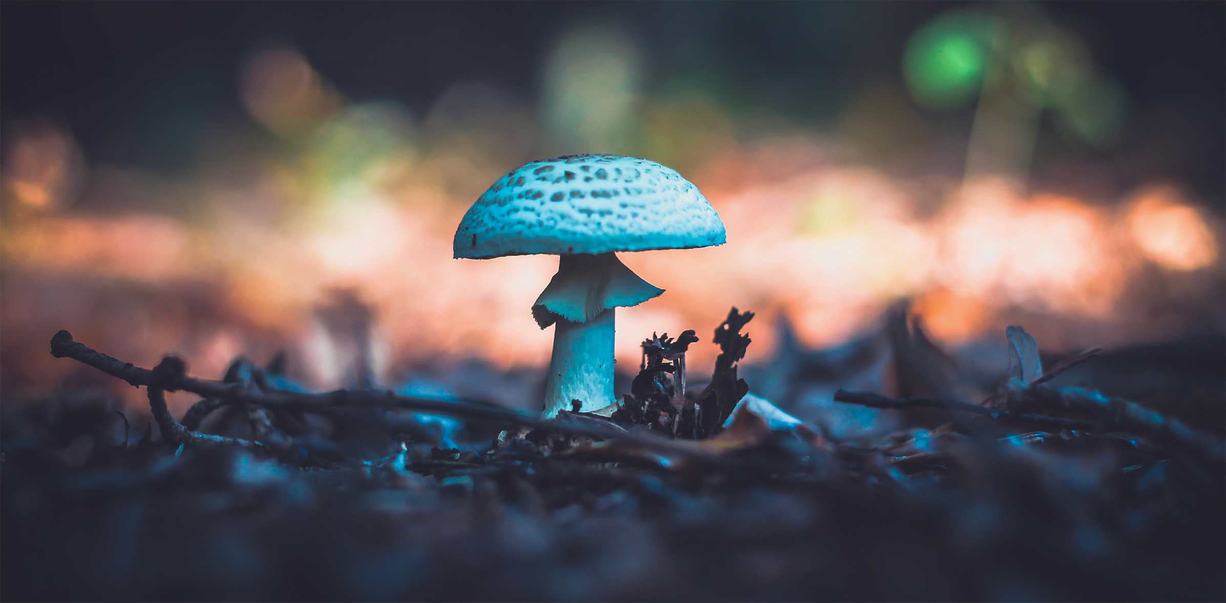 Lebanon Fungi
