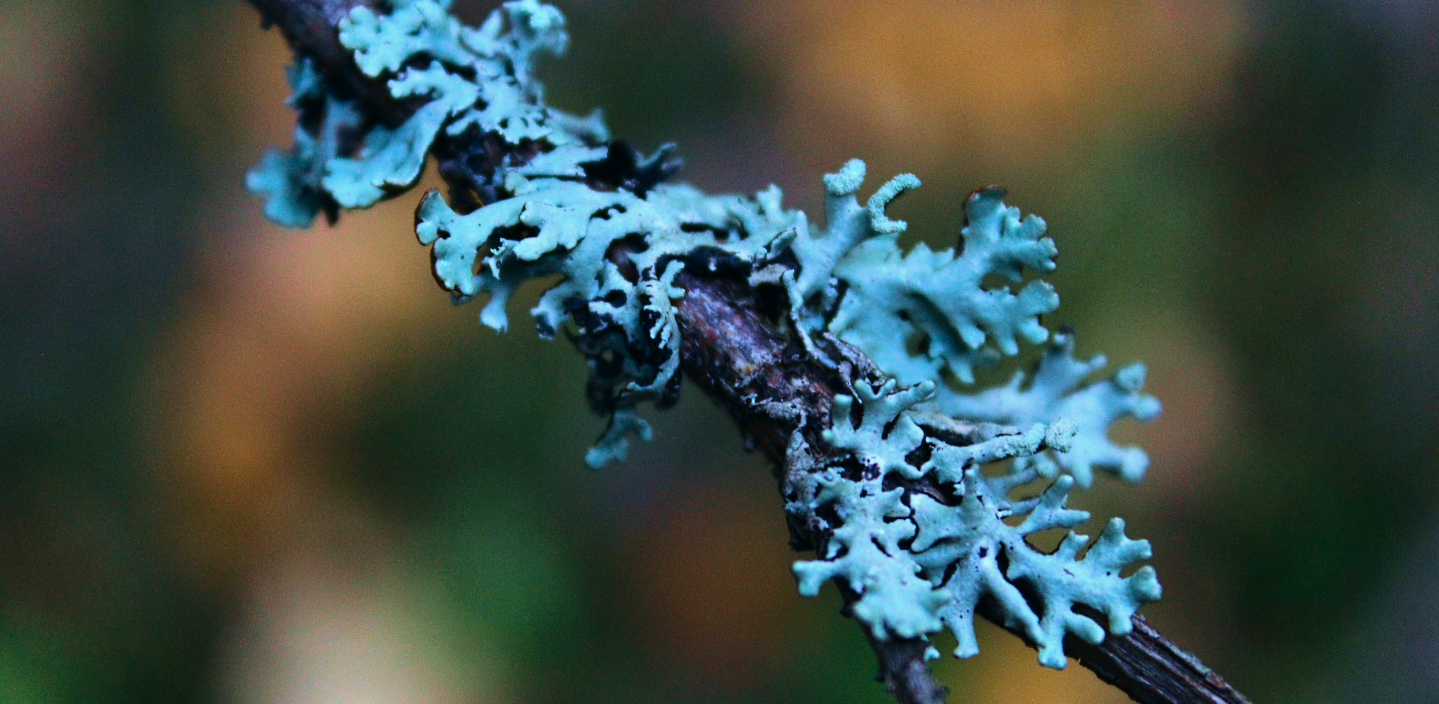 Lebanon Fungi