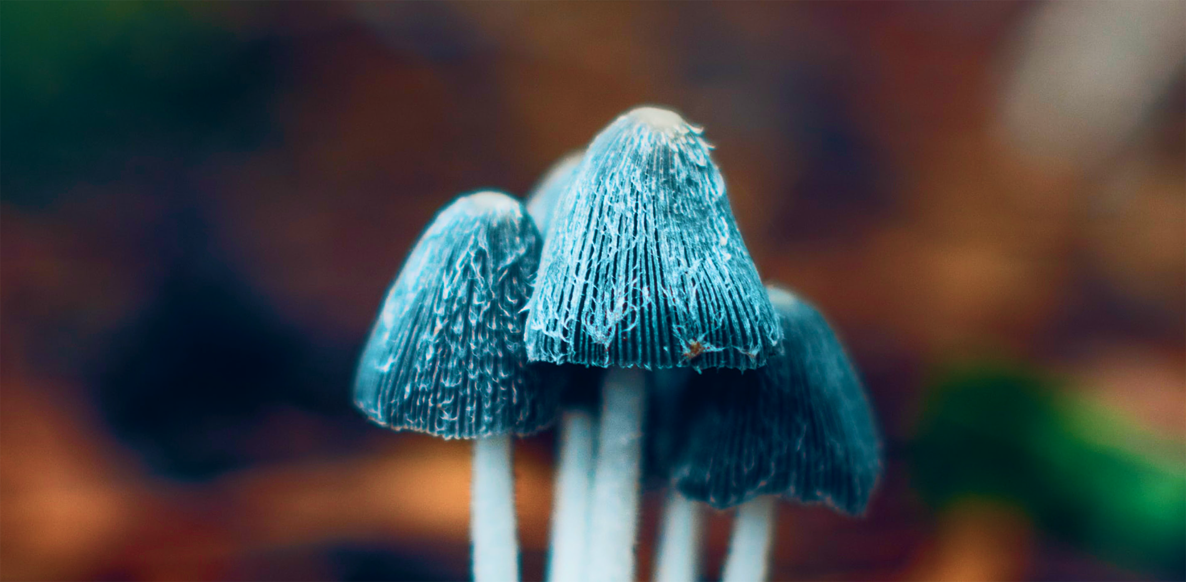 Lebanon Fungi