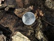 <b>Date:</b> 06/01/21<br><b>Location:</b> Chouwen, Jabal Moussa Biosphere Reserve<br><b>Photo:</b> Romy Azar