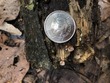 <b>Date:</b> 06/01/21<br><b>Location:</b> Chouwen, Jabal Moussa Biosphere Reserve<br><b>Photo:</b> Romy Azar