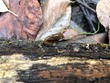 <b>Date:</b> 06/01/21<br><b>Location:</b> Chouwen, Jabal Moussa Biosphere Reserve<br><b>Photo:</b> Romy Azar