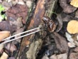 <b>Date:</b> 06/01/21<br><b>Location:</b> Chouwen, Jabal Moussa Biosphere Reserve<br><b>Photo:</b> Romy Azar