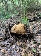 <b>Date:</b> 30 November 2020<br><b>Location:</b> Aytouleh,jezzine<br><b>Photo:</b> Rana el Zein