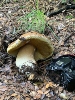 <b>Date:</b> 30 November 2020<br><b>Location:</b> Aytouleh,jezzine<br><b>Photo:</b> Rana el Zein