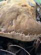 <b>Date:</b> 30 November 2020<br><b>Location:</b> Aytouleh,jezzine<br><b>Photo:</b> Rana el Zein