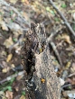 <b>Date:</b> December 2020<br><b>Location:</b> Ain Zhalta<br><b>Photo:</b> Rana el Zein