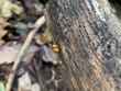 <b>Date:</b> December 2020<br><b>Location:</b> Ain Zhalta<br><b>Photo:</b> Rana El Zein