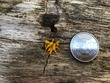 <b>Date:</b> 10/12/20<br><b>Location:</b> Qehmez, Jabal Moussa Biosphere Reserve <br><b>Photo:</b> Romy Azar