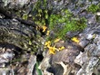 <b>Date:</b> 10/12/20<br><b>Location:</b> Qehmez, Jabal Moussa Biosphere Reserve <br><b>Photo:</b> Romy Azar
