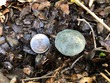 <b>Date:</b> 10/12/20<br><b>Location:</b> Qehmez, Jabal Moussa Biosphere Reserve <br><b>Photo:</b> Romy Azar