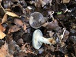 <b>Date:</b> 10/12/20<br><b>Location:</b> Qehmez, Jabal Moussa Biosphere Reserve <br><b>Photo:</b> Romy Azar