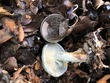 <b>Date:</b> 10/12/20<br><b>Location:</b> Qehmez, Jabal Moussa Biosphere Reserve <br><b>Photo:</b> Romy Azar