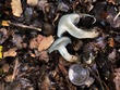 <b>Date:</b> 10/12/20<br><b>Location:</b> Qehmez, Jabal Moussa Biosphere Reserve <br><b>Photo:</b> Romy Azar