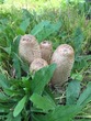 <b>Date:</b> November 2020<br><b>Location:</b> Qobayat, Akkar<br><b>Photo:</b> Rana El Zein