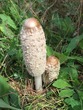 <b>Date:</b> November 2020<br><b>Location:</b> Qobayat, Akkar<br><b>Photo:</b> Rana El Zein