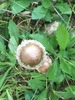 <b>Date:</b> November 2020<br><b>Location:</b> Qobayat, Akkar<br><b>Photo:</b> Rana El Zein