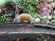 <b>Date:</b> 06/01/21<br><b>Location:</b> Chouwen, Jabal Moussa Biosphere Reserve<br><b>Photo:</b> Romy Azar