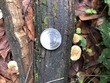 <b>Date:</b> 06/01/21<br><b>Location:</b> Chouwen, Jabal Moussa Biosphere Reserve<br><b>Photo:</b> Romy Azar