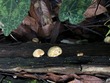 <b>Date:</b> 06/01/21<br><b>Location:</b> Chouwen, Jabal Moussa Biosphere Reserve<br><b>Photo:</b> Romy Azar