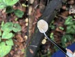 <b>Date:</b> 06/01/21<br><b>Location:</b> Chouwen, Jabal Moussa Biosphere Reserve<br><b>Photo:</b> Romy Azar