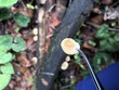 <b>Date:</b> 06/01/21<br><b>Location:</b> Chouwen, Jabal Moussa Biosphere Reserve<br><b>Photo:</b> Romy Azar