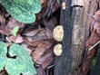 <b>Date:</b> 06/01/21<br><b>Location:</b> Chouwen, Jabal Moussa Biosphere Reserve<br><b>Photo:</b> Romy Azar