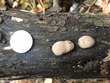<b>Date:</b> 22/12/2020<br><b>Location:</b> Chouwen, Jabal Moussa Biosphere Reserve<br><b>Photo:</b> Romy Azar
