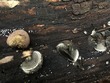 <b>Date:</b> 22/12/2020<br><b>Location:</b> Chouwen, Jabal Moussa Biosphere Reserve<br><b>Photo:</b> Romy Azar
