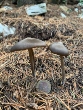 <b>Date:</b> December 2020<br><b>Location:</b> Ain Zhalta<br><b>Photo:</b> Rana el Zein