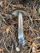 <b>Date:</b> December 2020<br><b>Location:</b> Ain Zhalta<br><b>Photo:</b> Rana el Zein