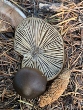 <b>Date:</b> December 2020<br><b>Location:</b> Ain Zhalta<br><b>Photo:</b> Rana el Zein