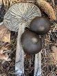 <b>Date:</b> December 2020<br><b>Location:</b> Ain Zhalta<br><b>Photo:</b> Rana el Zein