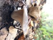 <b>Date:</b> 06/01/21<br><b>Location:</b> Chouwen, Jabal Moussa Biosphere Reserve<br><b>Photo:</b> Romy Azar