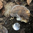 <b>Date:</b> 06/01/21<br><b>Location:</b> Chouwen, Jabal Moussa Biosphere Reserve<br><b>Photo:</b> Romy Azar