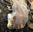 <b>Date:</b> 06/01/21<br><b>Location:</b> Chouwen, Jabal Moussa Biosphere Reserve<br><b>Photo:</b> Romy Azar
