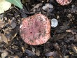 <b>Date:</b> 21/12/2020<br><b>Location:</b> Mchati, Jabal Moussa Biosphere Reserve <br><b>Photo:</b> Romy Azar
