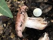 <b>Date:</b> 21/12/2020<br><b>Location:</b> Mchati, Jabal Moussa Biosphere Reserve <br><b>Photo:</b> Romy Azar