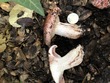 <b>Date:</b> 21/12/2020<br><b>Location:</b> Mchati, Jabal Moussa Biosphere Reserve <br><b>Photo:</b> Romy Azar