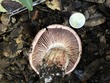 <b>Date:</b> 21/12/2020<br><b>Location:</b> Mchati, Jabal Moussa Biosphere Reserve <br><b>Photo:</b> Romy Azar