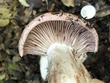 <b>Date:</b> 21/12/2020<br><b>Location:</b> Mchati, Jabal Moussa Biosphere Reserve <br><b>Photo:</b> Romy Azar