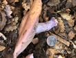 <b>Date:</b> 21/12/2020<br><b>Location:</b> Mchati, Jabal Moussa Biosphere Reserve <br><b>Photo:</b> Romy Azar