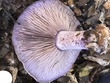 <b>Date:</b> 21/12/2020<br><b>Location:</b> Mchati, Jabal Moussa Biosphere Reserve <br><b>Photo:</b> Romy Azar