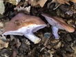 <b>Date:</b> 21/12/2020<br><b>Location:</b> Mchati, Jabal Moussa Biosphere Reserve <br><b>Photo:</b> Romy Azar