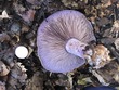 <b>Date:</b> 21/12/2020<br><b>Location:</b> Mchati, Jabal Moussa Biosphere Reserve <br><b>Photo:</b> Romy Azar