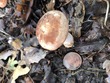 <b>Date:</b> 10/12/20<br><b>Location:</b> Qehmez, Jabal Moussa Biosphere Reserve <br><b>Photo:</b> Romy Azar