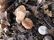 <b>Date:</b> 10/12/20<br><b>Location:</b> Qehmez, Jabal Moussa Biosphere Reserve <br><b>Photo:</b> Romy Azar