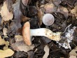 <b>Date:</b> 10/12/20<br><b>Location:</b> Qehmez, Jabal Moussa Biosphere Reserve <br><b>Photo:</b> Romy Azar