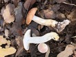<b>Date:</b> 10/12/20<br><b>Location:</b> Qehmez, Jabal Moussa Biosphere Reserve <br><b>Photo:</b> Romy Azar